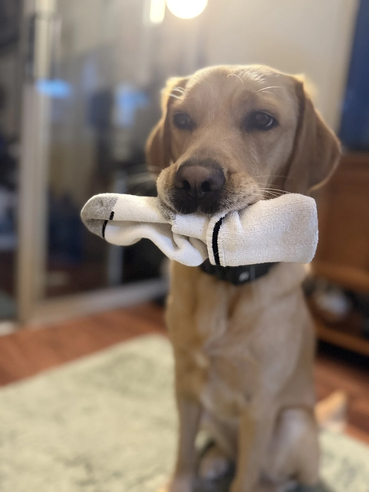 Lovey holding a pair of clean socks in her mouth