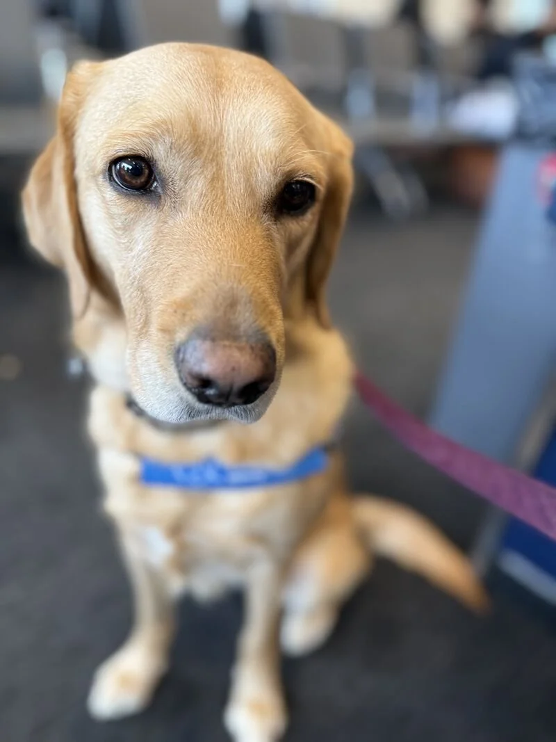 Close-up of Lovey, a yellow Labrador service dog sitting calmly in an airport terminal, looking directly at the camera; a blue Canine Companions service vest and purple leash are visible, with the background softly blurred